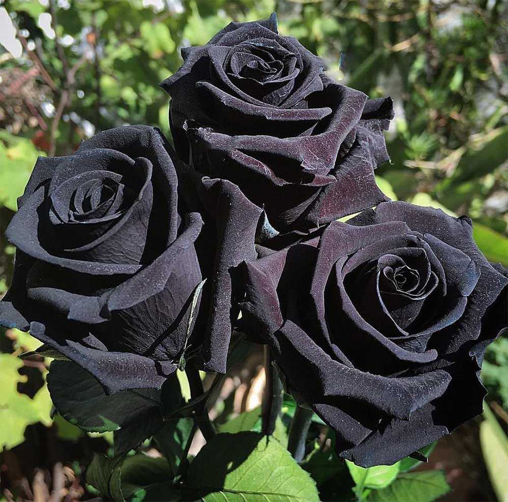 Встречались ли вам когда-нибудь черные розы? 