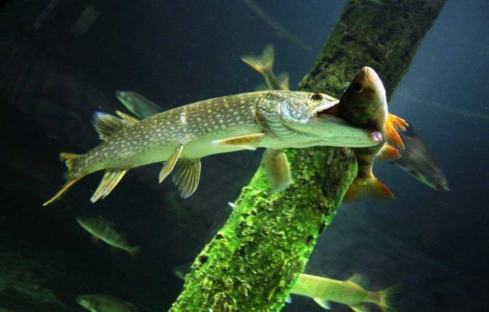 Что едят рыбы и сколько в естественной среде обитания
