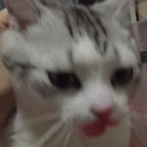 Кошка украла губную помаду