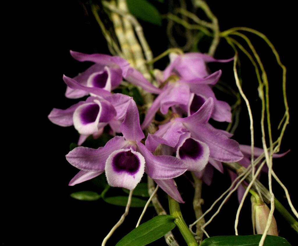 Дендробиум орхидея традиционное китайское лекарство
